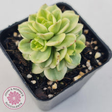 Load image into Gallery viewer, Sedeveria Rolly Variegated - John &amp; Norma&#39;s Succulents
