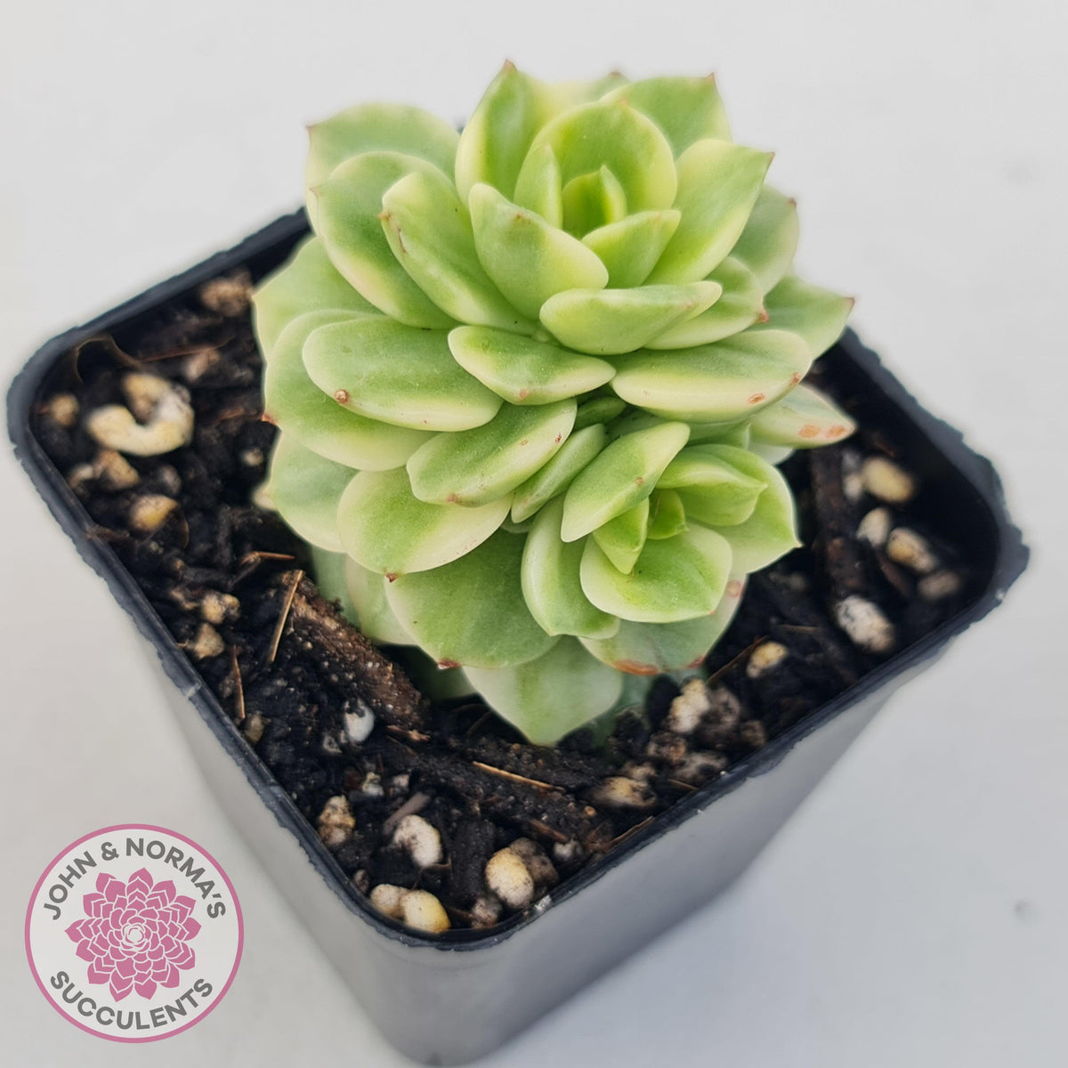 Sedeveria Rolly Variegated - Clumps