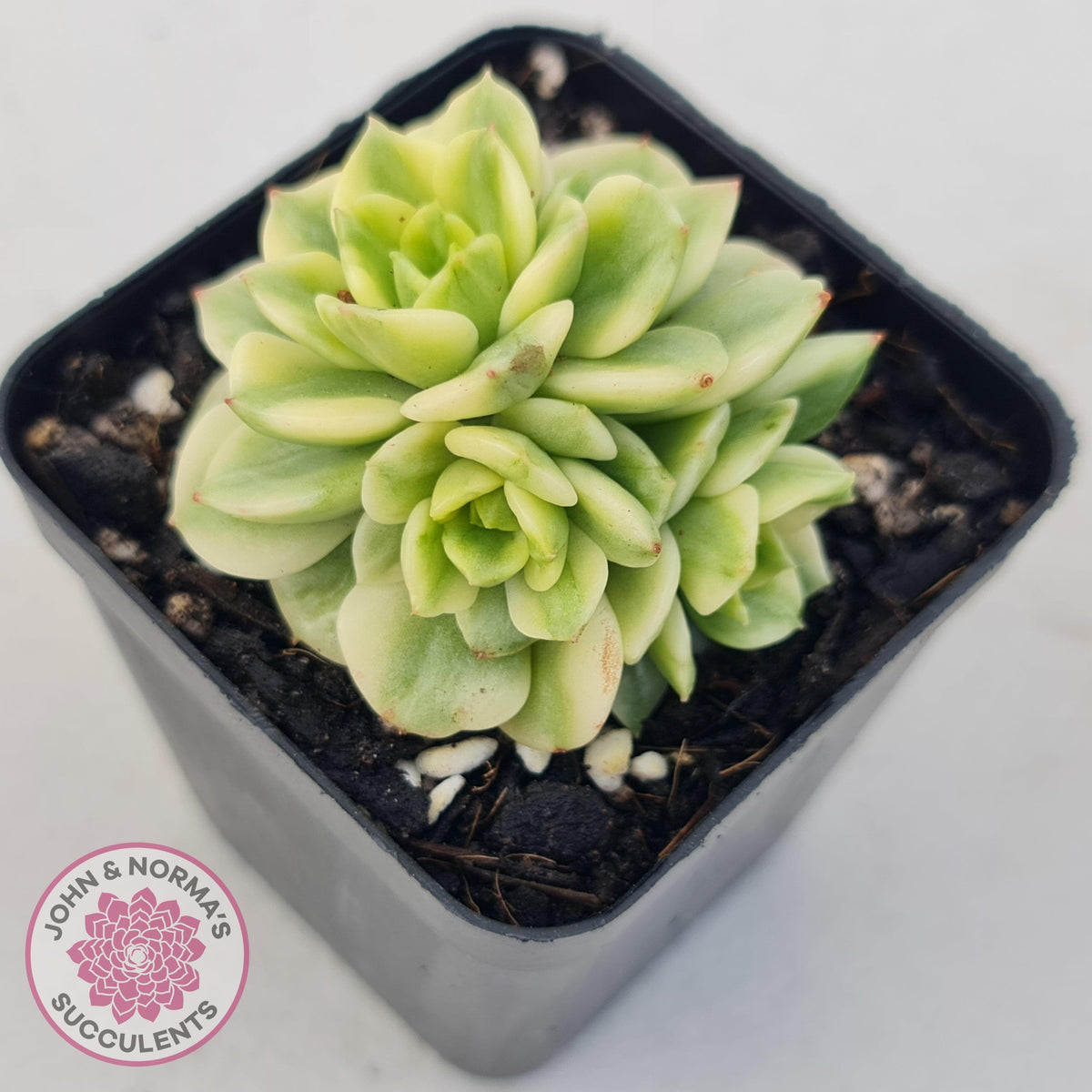 Sedeveria Rolly Variegated - Clumps