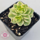 Sedeveria Rolly Variegated - Clumps