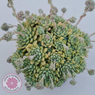 Sedeveria Silver Star x Mebina