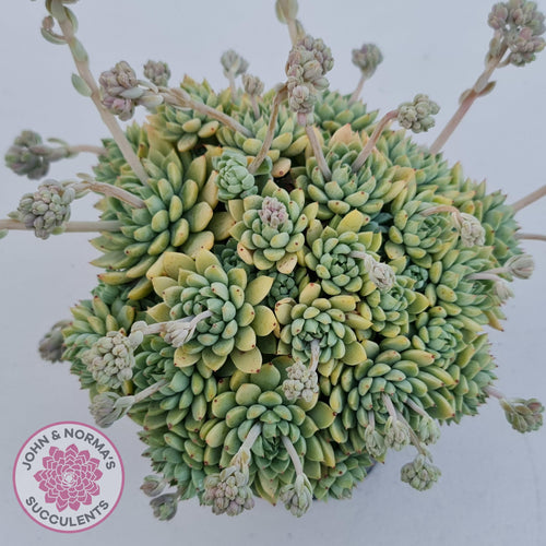 Sedeveria Silver Star x Mebina - John & Norma's Succulents