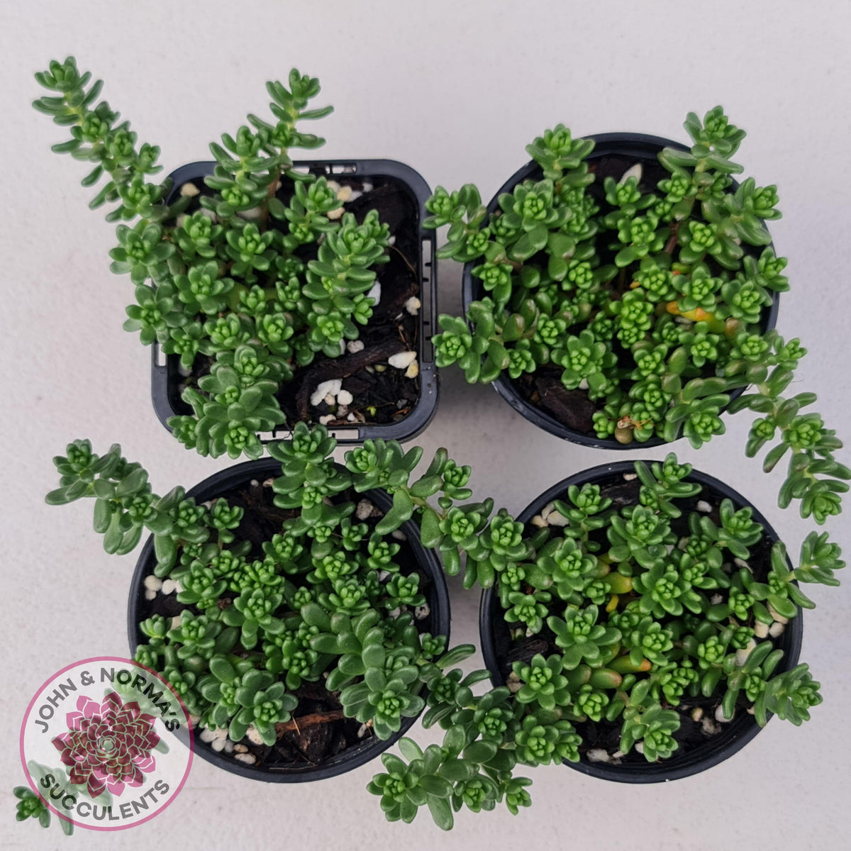 Sedum Album