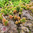 Sedum Album