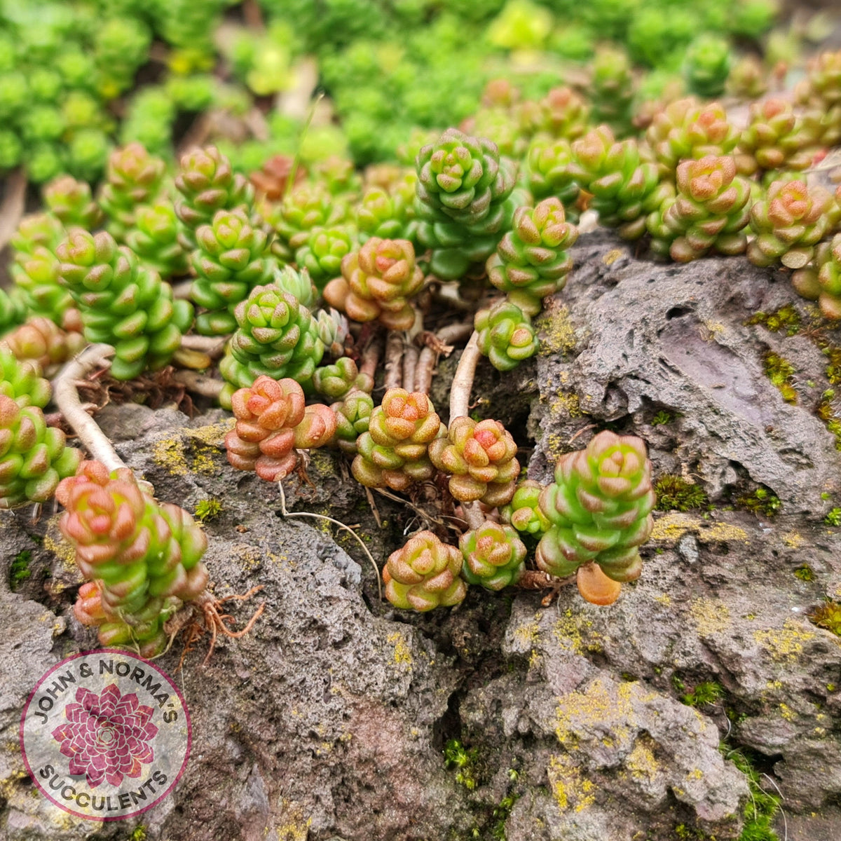 Sedum Album