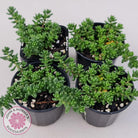 Sedum Album