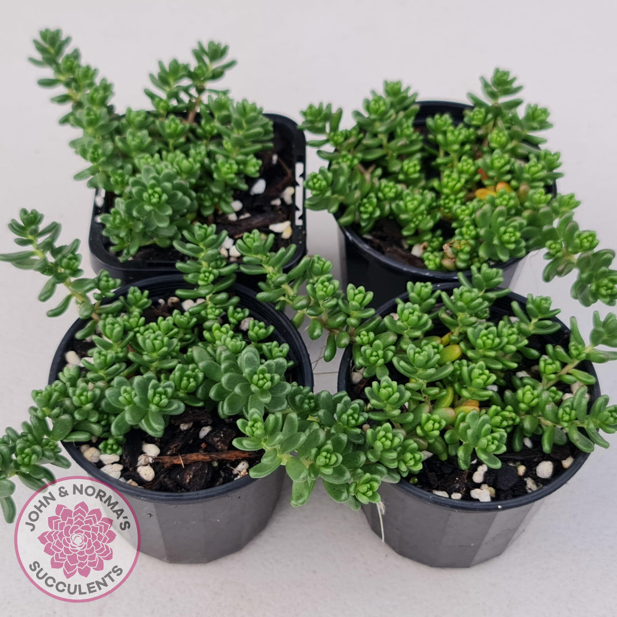 Sedum Album