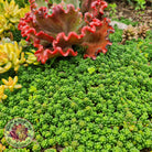Sedum Album