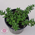 Sedum Album