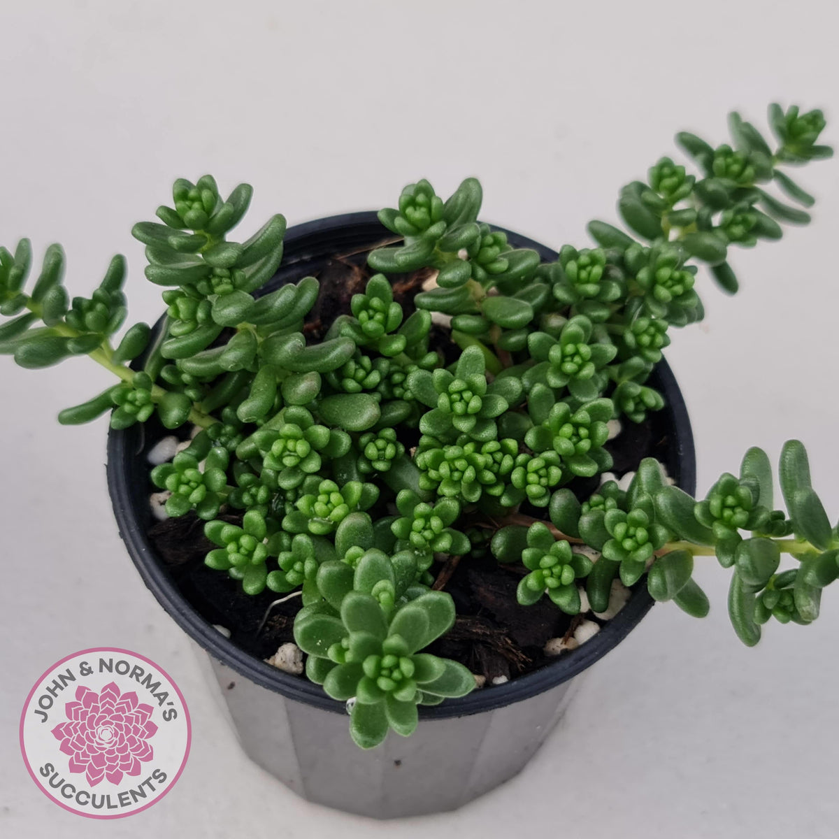 Sedum Album