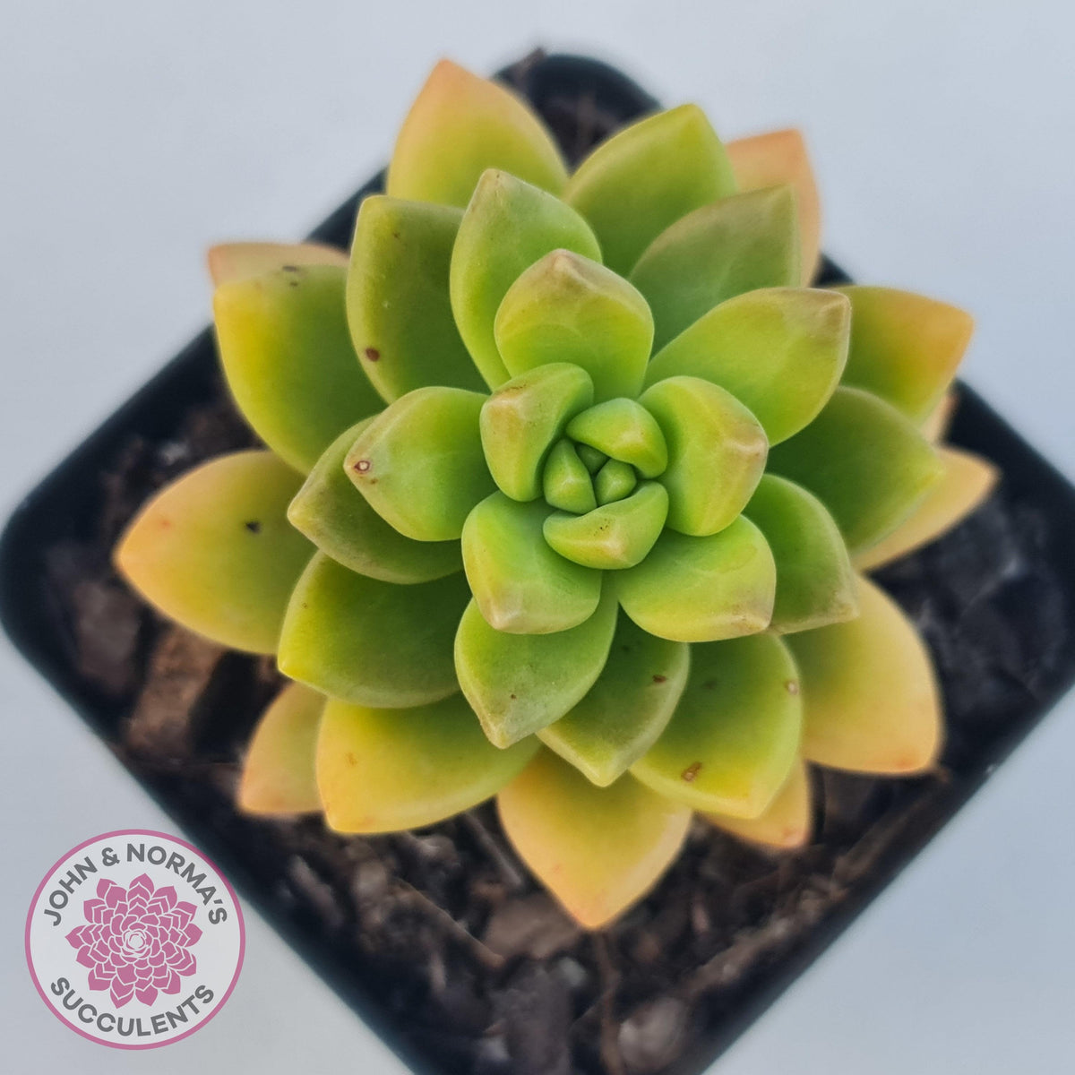 Sedum 'Alice Evans'