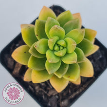 Load image into Gallery viewer, Sedum Alice Evans - John &amp; Norma&#39;s Succulents
