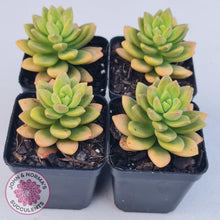 Load image into Gallery viewer, Sedum Alice Evans - John &amp; Norma&#39;s Succulents
