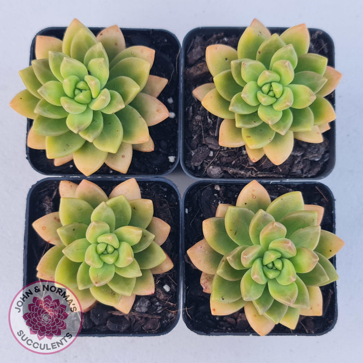 Sedum 'Alice Evans'