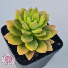 Load image into Gallery viewer, Sedum Alice Evans - John &amp; Norma&#39;s Succulents
