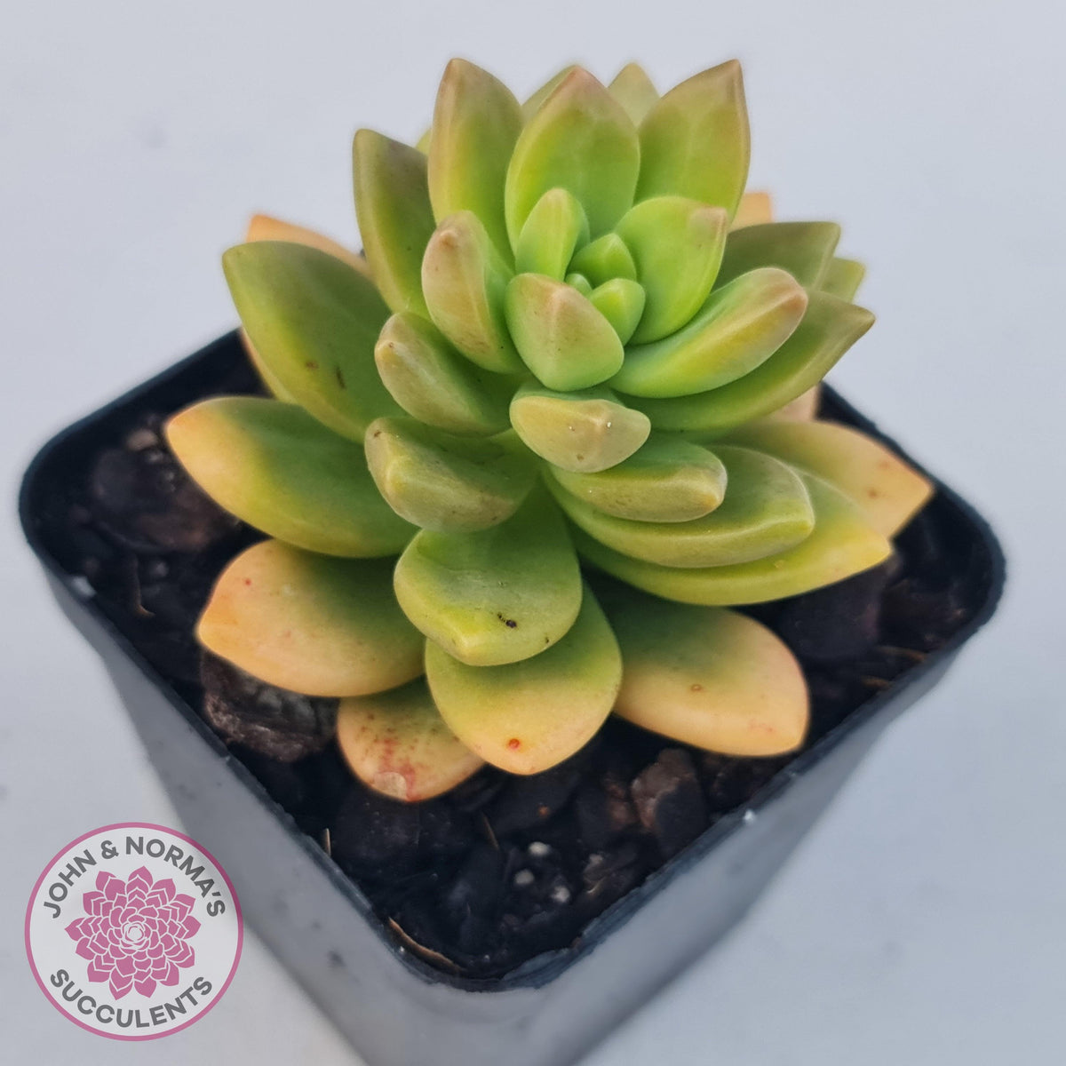 Sedum 'Alice Evans'