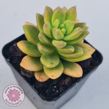 Load image into Gallery viewer, Sedum Alice Evans - John &amp; Norma&#39;s Succulents
