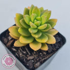 Sedum 'Alice Evans'