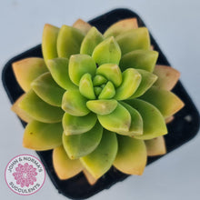 Load image into Gallery viewer, Sedum Alice Evans - John &amp; Norma&#39;s Succulents
