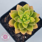 Sedum 'Alice Evans'