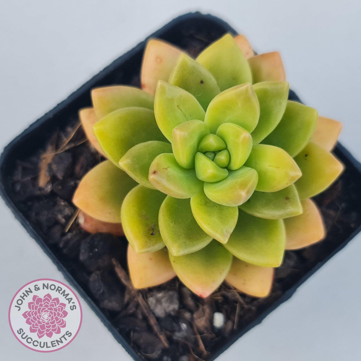 Sedum 'Alice Evans'