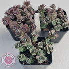 Sedum Cherry Tart