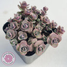 Sedum Cherry Tart