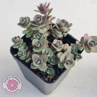 Sedum Cherry Tart