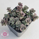 Sedum Cherry Tart
