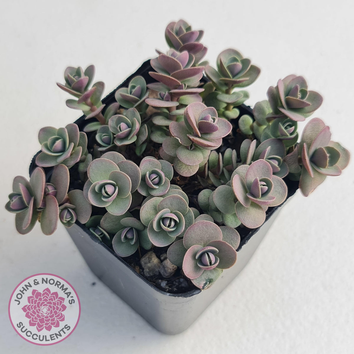 Sedum Cherry Tart