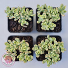 Sedum Jelly Bean Mickey Variegated