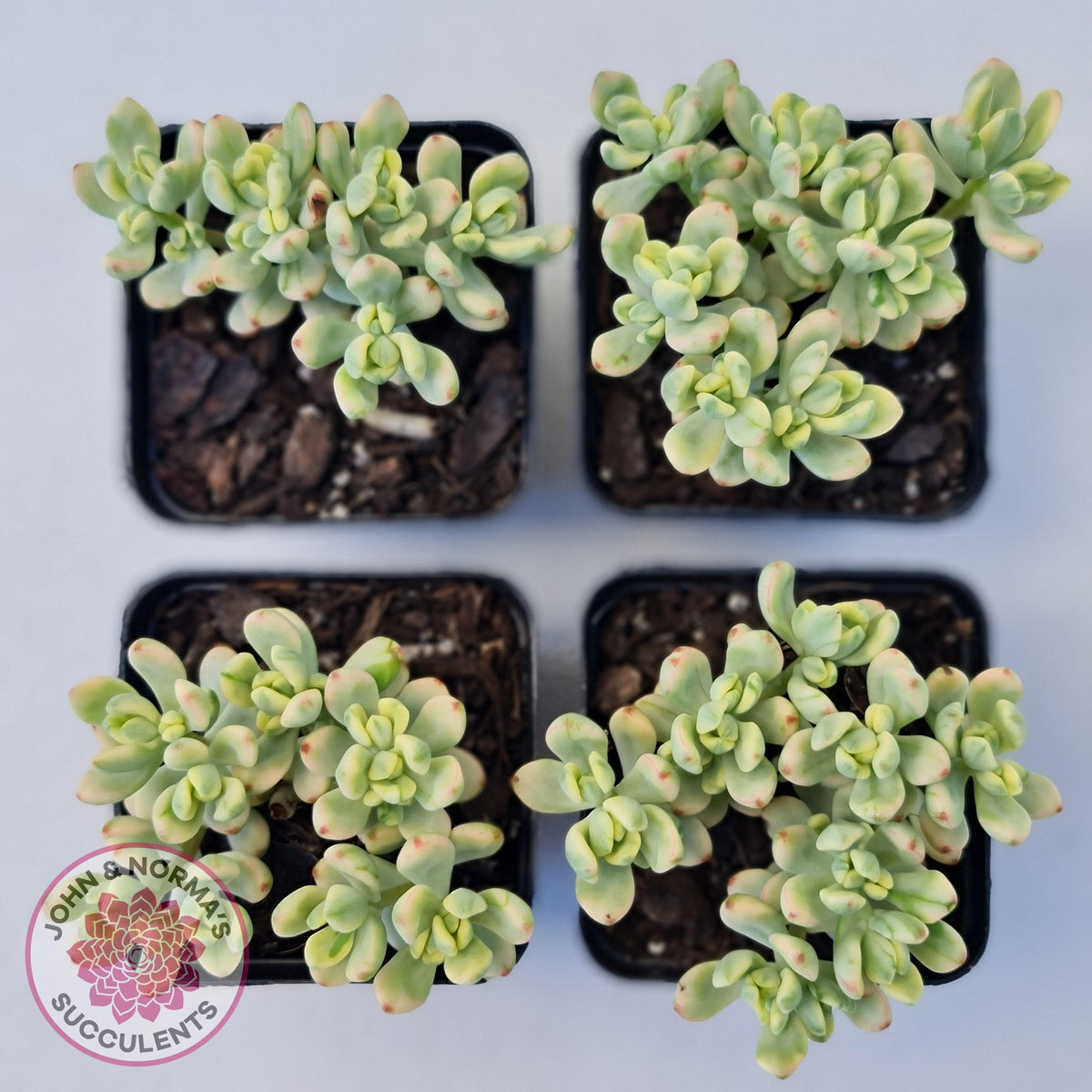Sedum Jelly Bean Mickey Variegated