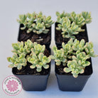 Sedum Jelly Bean Mickey Variegated