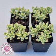 Load image into Gallery viewer, Sedum Jelly Bean Mickey Variegated - John &amp; Norma&#39;s Succulents Australia
