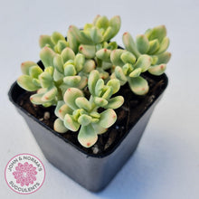 Load image into Gallery viewer, Sedum Jelly Bean Mickey Variegated - John &amp; Norma&#39;s Succulents Australia
