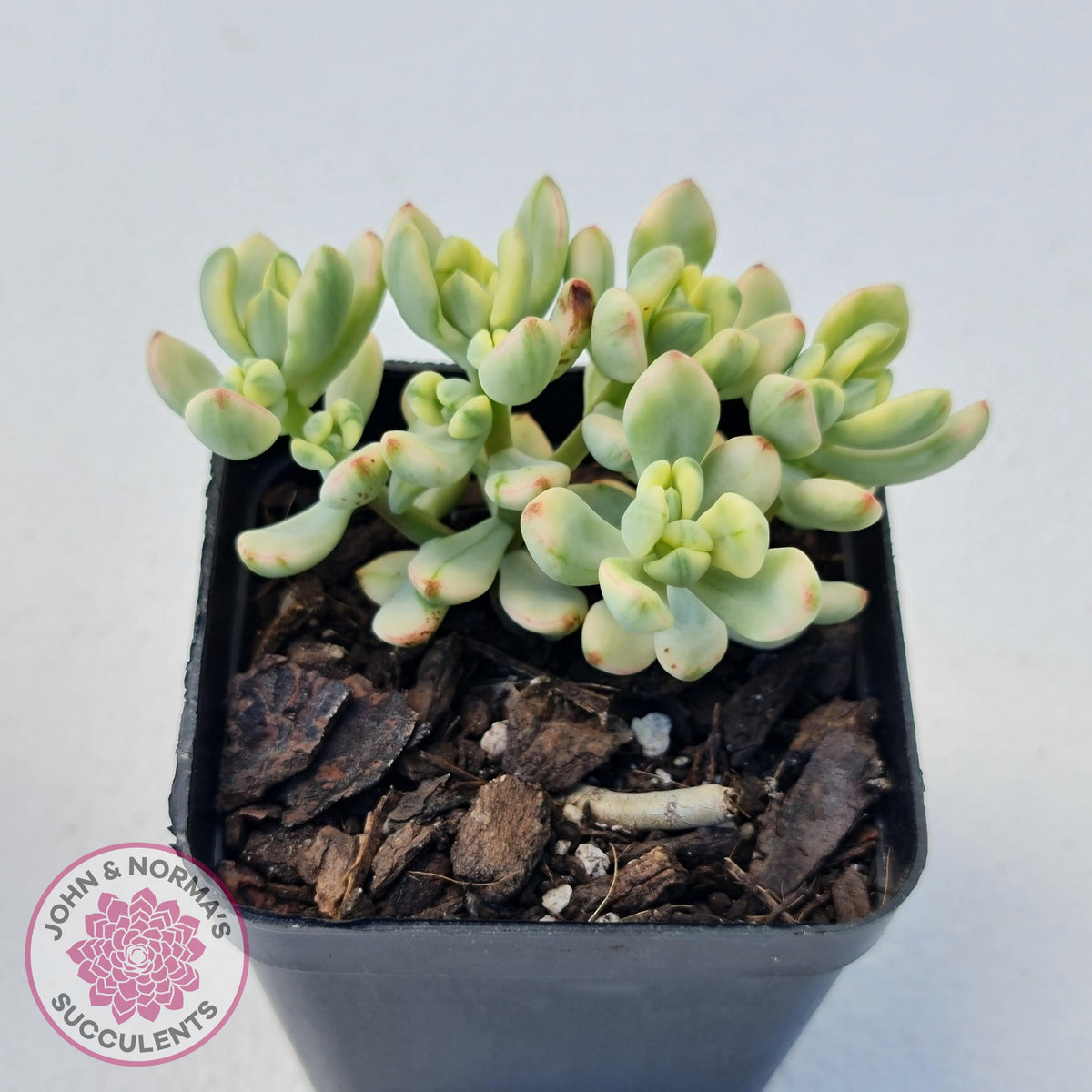 Sedum Jelly Bean Mickey Variegated