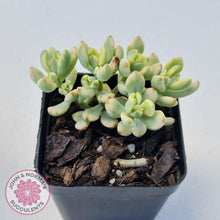 Load image into Gallery viewer, Sedum Jelly Bean Mickey Variegated - John &amp; Norma&#39;s Succulents Australia
