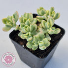 Sedum Jelly Bean Mickey Variegated