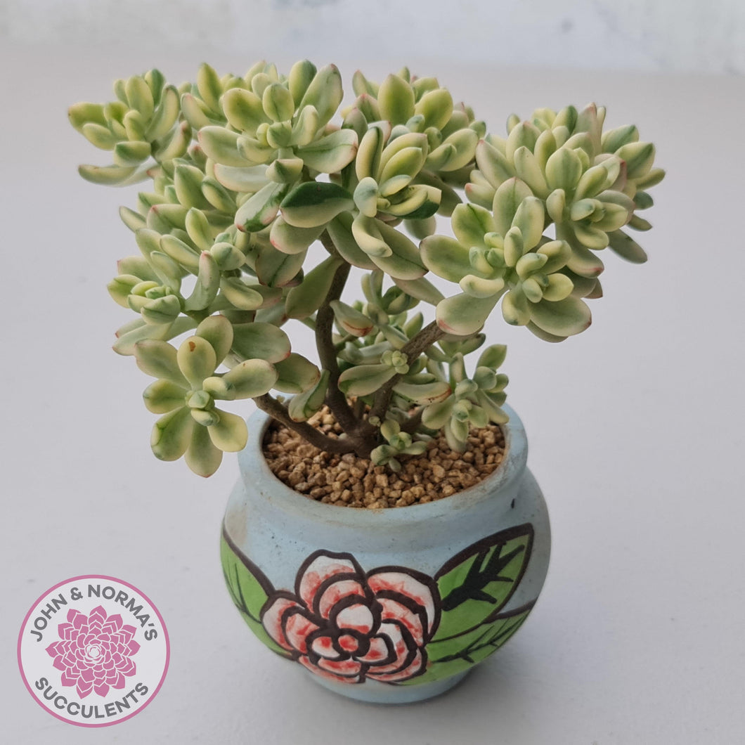 Sedum Jelly Bean Mickey Variegated - John & Norma's Succulents Australia