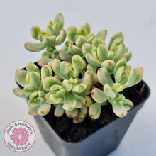 Load image into Gallery viewer, Sedum Jelly Bean Mickey Variegated - John &amp; Norma&#39;s Succulents Australia
