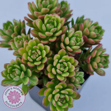 Load image into Gallery viewer, Sedum Joyce Tulloch - John &amp; Norma&#39;s Succulents
