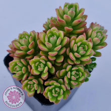 Load image into Gallery viewer, Sedum Joyce Tulloch - John &amp; Norma&#39;s Succulents
