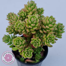 Load image into Gallery viewer, Sedum Joyce Tulloch - John &amp; Norma&#39;s Succulents
