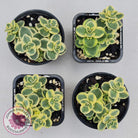 Sedum Lime Twister