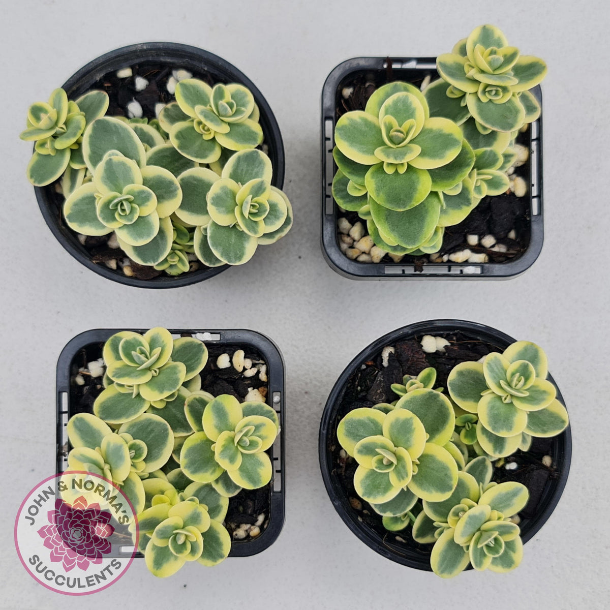 Sedum Lime Twister
