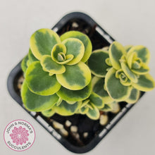 Load image into Gallery viewer, Sedum Lime Twister - John &amp; Norma&#39;s Succulents
