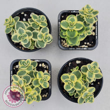 Load image into Gallery viewer, Sedum Lime Twister - John &amp; Norma&#39;s Succulents
