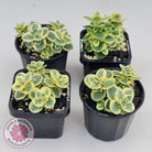 Sedum Lime Twister