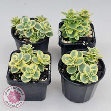 Load image into Gallery viewer, Sedum Lime Twister - John &amp; Norma&#39;s Succulents
