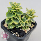 Sedum Lime Twister